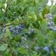 4K Panning Across Blueberries on Bush - VideoHive Item for Sale