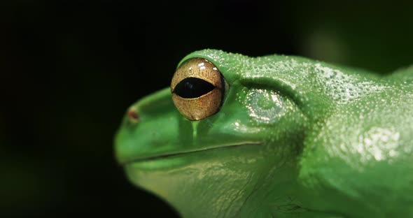 Chinese Flying or Chinese Gliding Frog is Species of Tree Frog