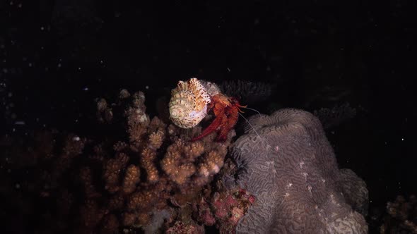 Red hermit crab walking over coral reef at night