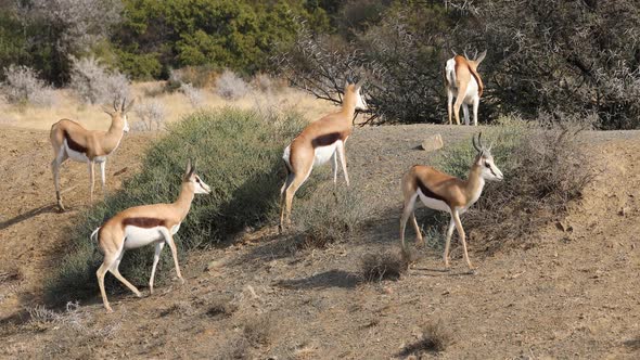 Springbok Antelopes In Natural Habitat