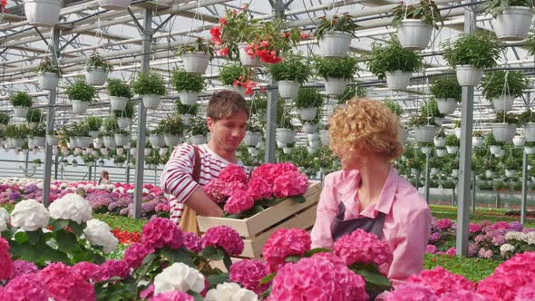 Two Workers Who Work Together in a Flower Center Collect for Sale Purple Hydrangea Flower in a