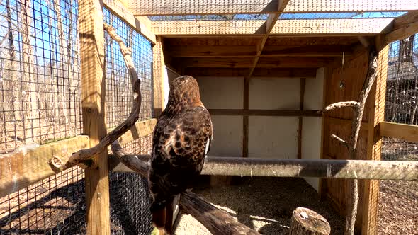 Majestic red tailed hawk sitting in cage and watching around, close up view