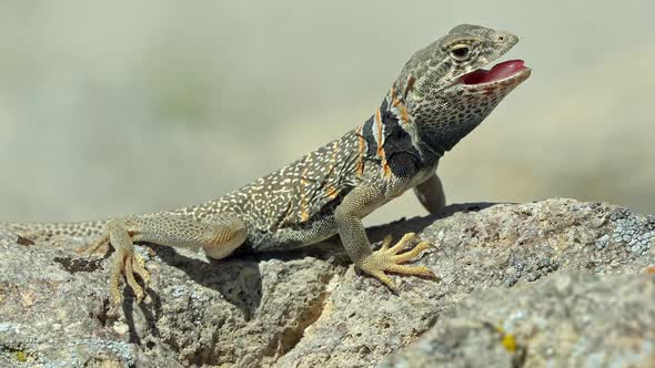 Great Basin Collared Lizard basking in the sun