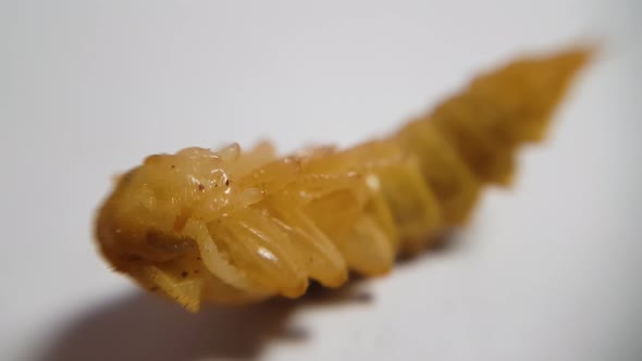 Focusing on larva of a beetle of a meal worm convulsing