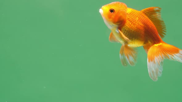 Gold Fish On Green Screen Background