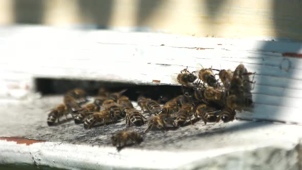 Beehive Entrance with Bees