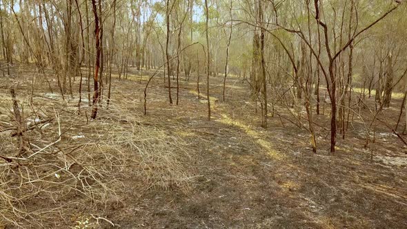 Burnt forest floor eucalyptus trees in Warragamba Australia, Aerial drone lower pedestal reveal view