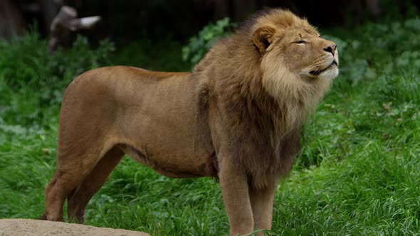 lion king on his rock sniffing the air