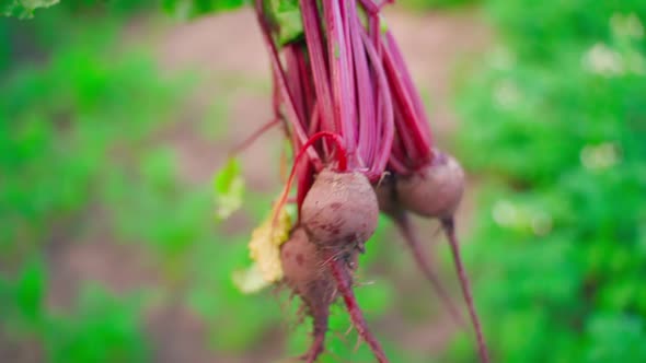 A Crop of Red Beet is Carried Close Up Over a Vegetable Garden with a Blurred Background