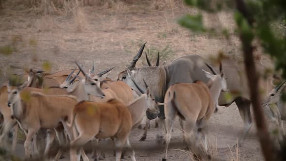 kudu deer in africa