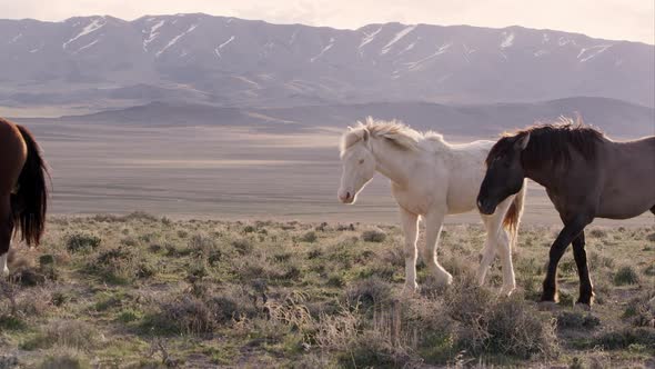 Herd of wild horses walking along a hilltop