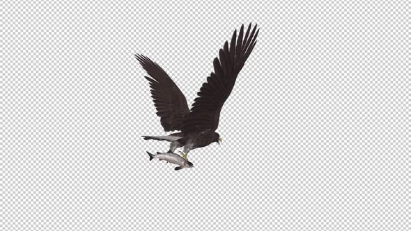 Eurasian White Tail Eagle With Fish - Flying Loop - Back Angle