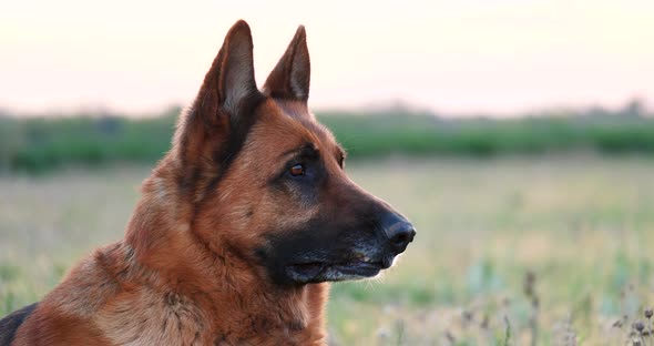 Purebred German Shepherd Dog Resting in Grass Near the Field. Spring Mood with Domestic Animal