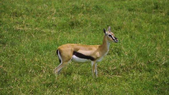 a young African deer eats green grass and looks around in the hot sun of the African savannah