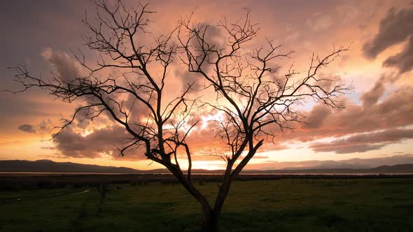 Time lapse of colorful clouds rolling through the sky with lone tree