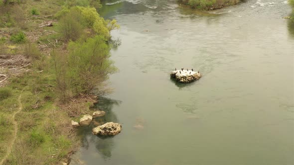 Cormorants On A Rock In The River 2