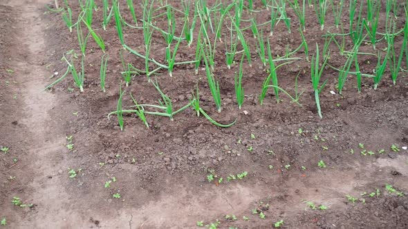 Camera Span Near Vegetable Garden Bed with Green Onions