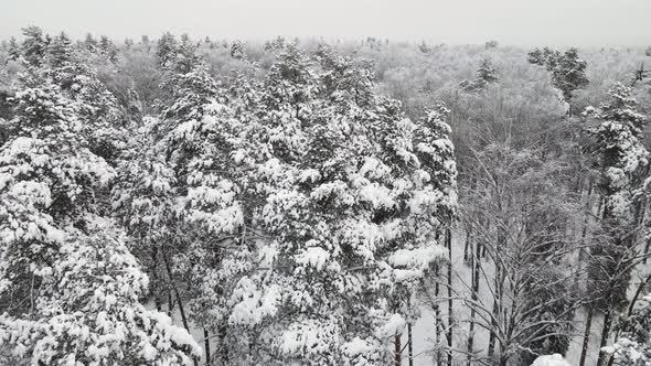 Snowcovered Winter Forest in Cool Weather Aerial View