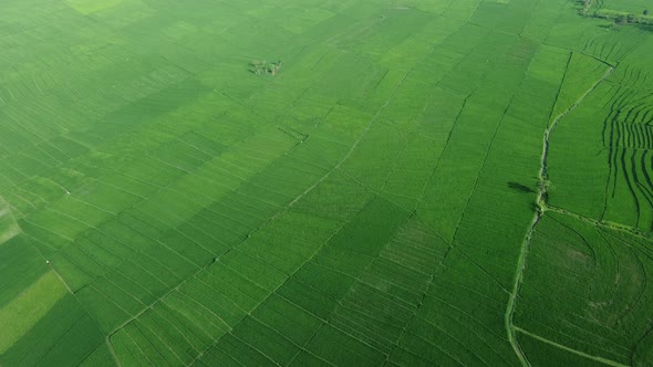 Aerial view of rice terraces. Landscape from drone. Agricultural landscape from the air. Rice terrac