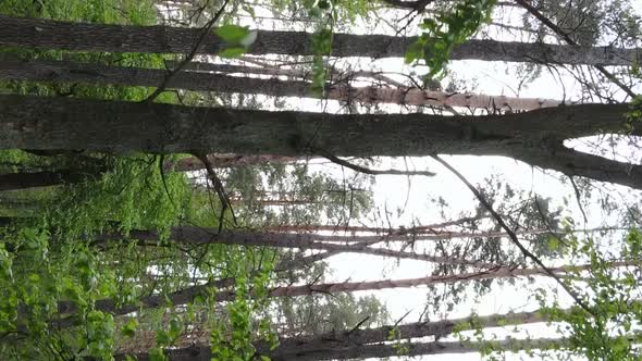 Vertical Video of a Beautiful Green Pine Forest on a Summer Day Slow Motion