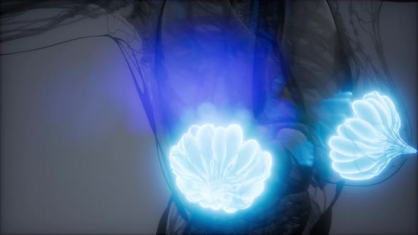 Medically Accurate Illustration of an Obese Womens Mammary Glands alt