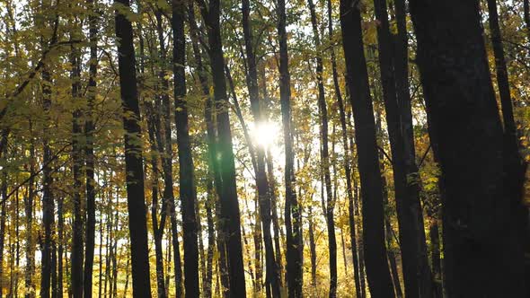 Bright Sunlight Breaks Through High Trunks of Trees in Autumn Forest. Warm Sunbeams Illuminates Lush