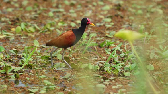 Wattled jacana, a wader bird, standing still in middle of mire, cleaning plumage, preening and posit