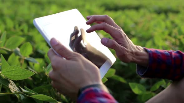 A young and promising farmer checks the soybean crop in the field with a tablet