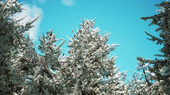 Winter Calm Forest at Sunny Day