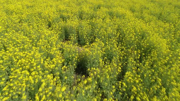 Aerial View of Yellow Farmers Fields in Spring