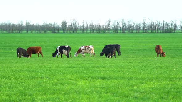 Cows in Field Grazing on Grass and Pasture in Australia on a Farming Ranch