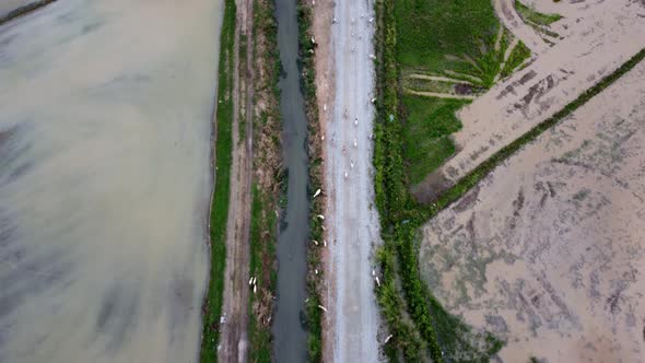 Aerial view look down goat walk