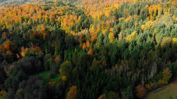 Aerial Drone View Of Autumn Foliage Forest