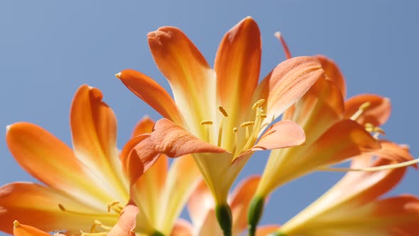 Shallow DOF orange  flowering  Natal lily plant 4K 2160p 30fps UltraHD  footage - Monocot  Clivia mi