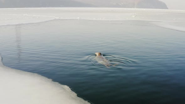 The Far Eastern Seal Emerges From Under the Water Into the Hole in the Winter