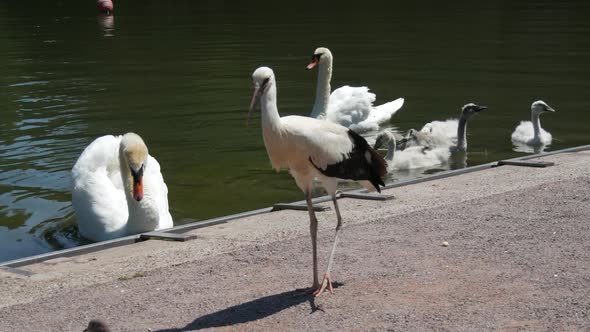 Swan Family on the Lake