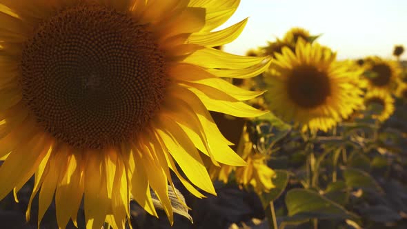 Evening Field With Blooming Sunflowers 22