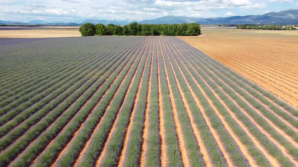 Lavender field agriculture cultivation in Plateau de Valensole, France