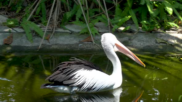 Single Australian pelican swims in pond and catches fish