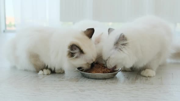 Ragdoll Kittens Eating Feed