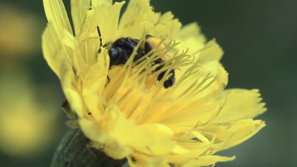 Bee On A Yellow Flower