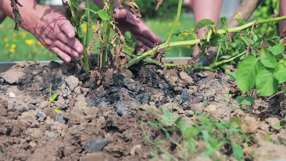 Dig with a Shovel the Crops of Potatoes