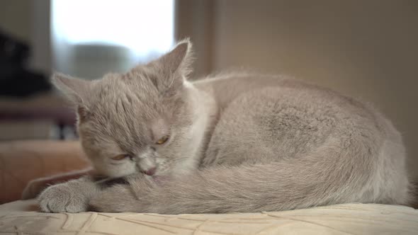 Thoroughbred Gray Domestic Cat Washes and Licks on a High Chair in the Apartment