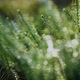 Interrupted clubmoss in the forest in the middle of snowless winter - VideoHive Item for Sale