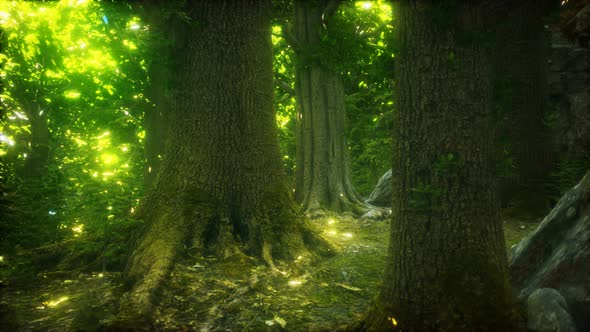 The Primeval Forest with Mossed Ground