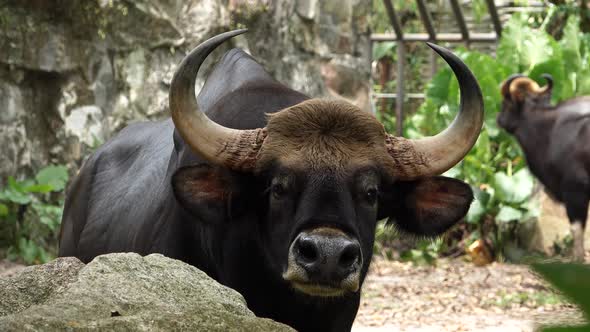 Big Strong Bull staring at camera in an enclosure