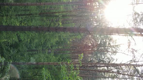 Vertical Video of a Forest with Pine Trees