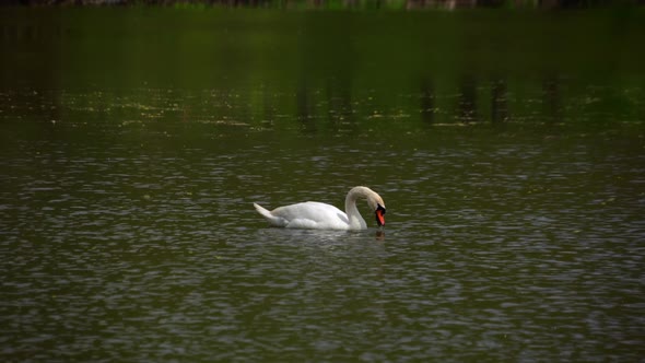 A Lone Swan Swims on the Lake and Searches for Food