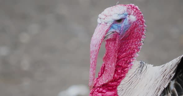 Close Up Portrait of Male Turkey