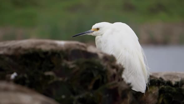 Snowy Egret Standing in Dead Palm Tree with the Wetlands in Background Slow Motion